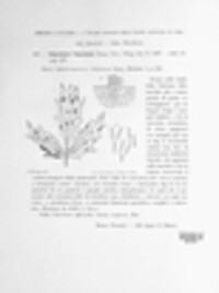 Ramularia valerianae image